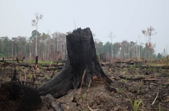 Hutan terbakar