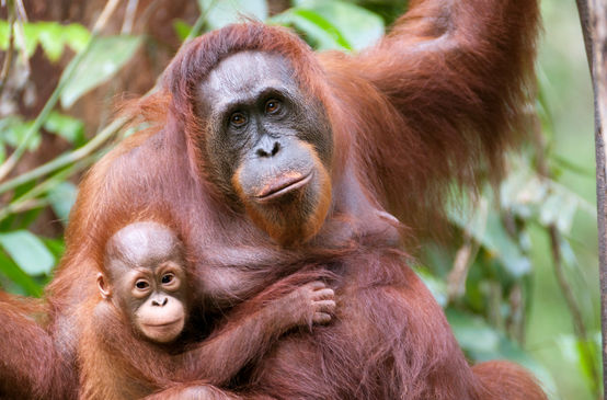 orang utan dengan anaknya
