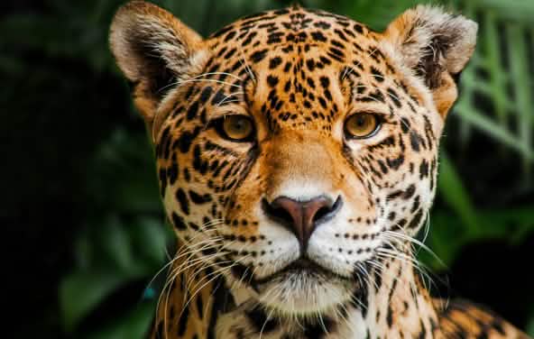 Jaguar di Cagar biosfer Indio Maiz di Nikaragua