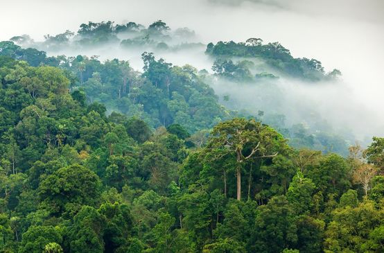 Hutan hujan dalam kabut