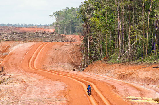 Hutan asli dan jalan baru di Merauke
