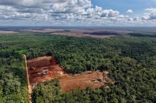 foto drone pembukaan hutan di Merauke, Papua Selatan