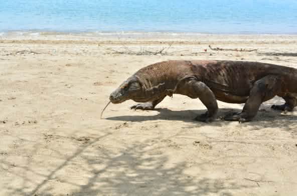 Biawak Komodo jalan di pantai pasir