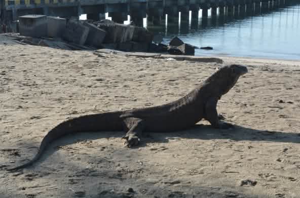 Biawak Komodo didepan dermaga