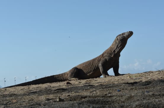 Biawak Komodo melihat ke atas