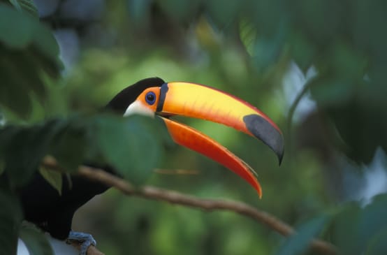 Seekor burung tukan besar bertengger di atas batang pohon di hutan hujan