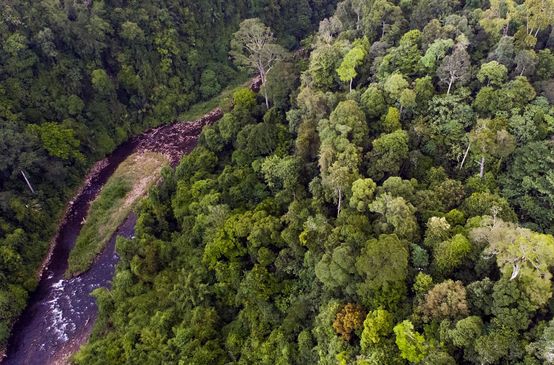 Sunggai di ekosistem Leuser dari atas