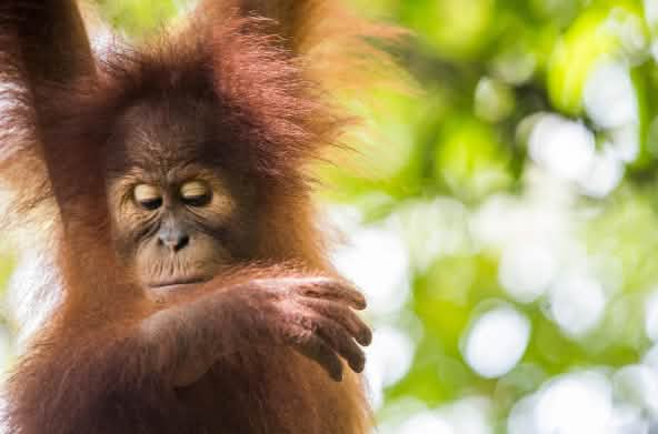 Orangutan