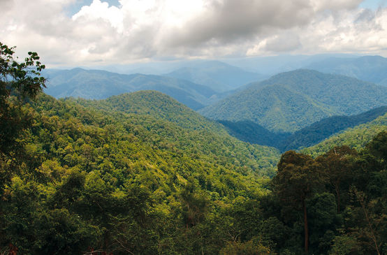 Hutan hujan di ekosistem Leuser