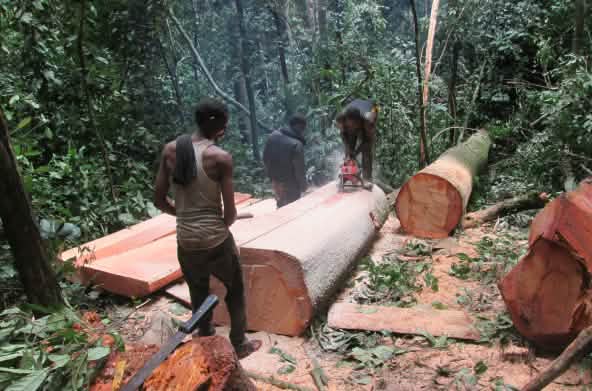 3 penebang memotong pohon yang baru mereka tebang
