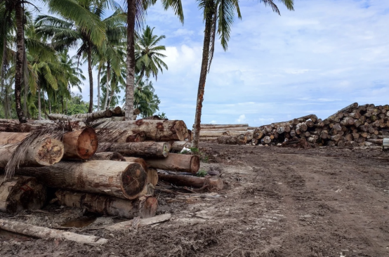 Kayu tropis di bawah pepohonan palem