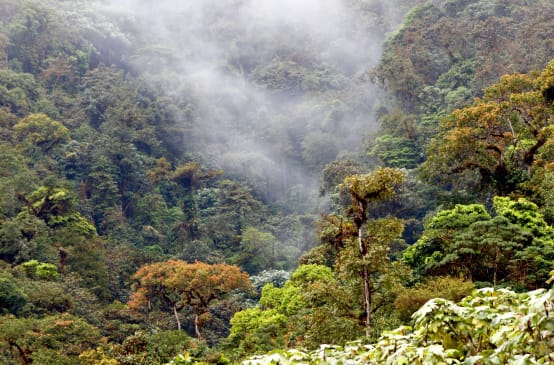 Hutan pegunungan di Los Cedros, Ekuador