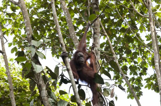 Orang utan di pohon