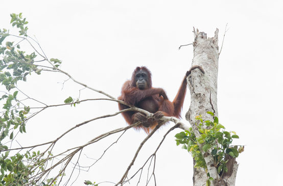Orangutan di pohon
