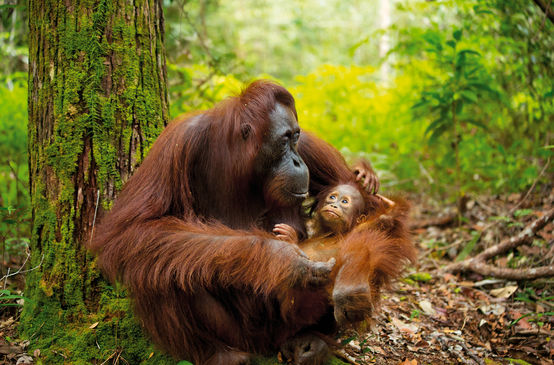 Orangutan dengan anaknya