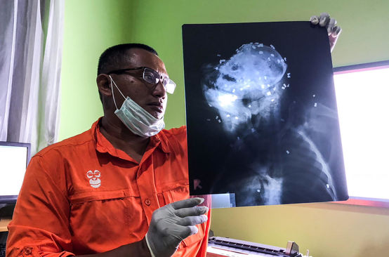 orang utan yang mati diterjang 130 peluru