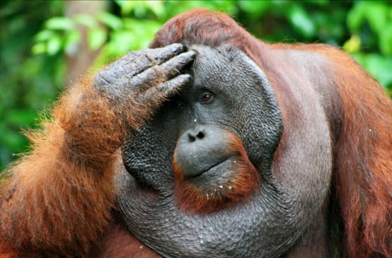 Orang utan jantan memegang kepalanya dan dengan pandangan kosong jauh ke depan