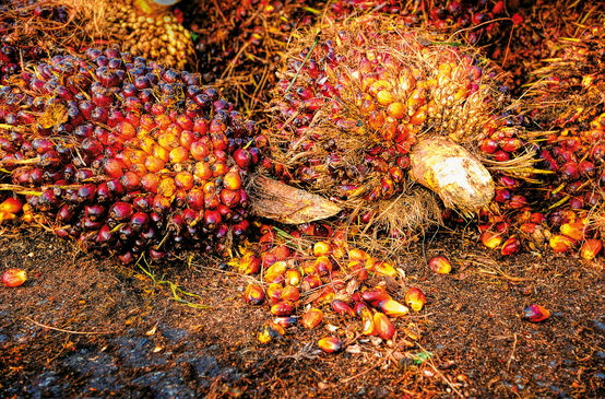 Buah kelapa sawit