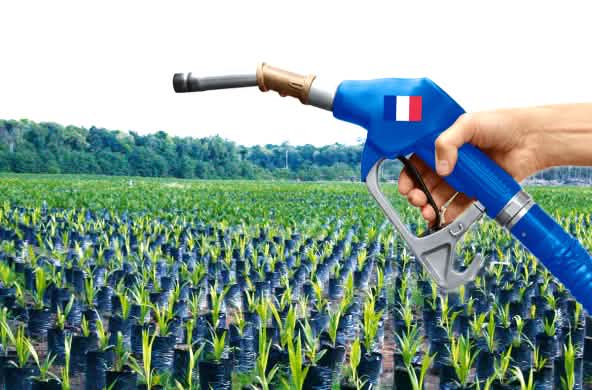 Perkebunan Sawit Biofuel Prancis