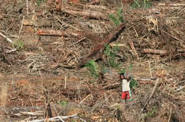 Perampasan hutan di pengunungan Tambrauw, Papua Barat