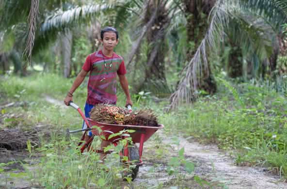 warga Penyang dan buah sawit