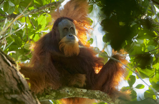 orangutan Tapanuli di pohon