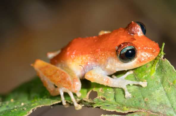 Seekor katak duduk diatas daun