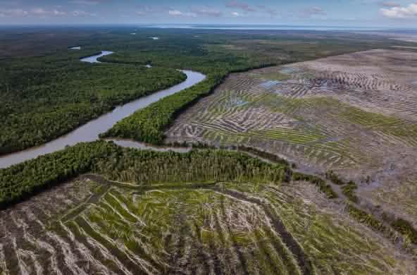 Foto dari udara: Hutan di sebelah kiri sungai dan deforestasi di sebelah kanan
