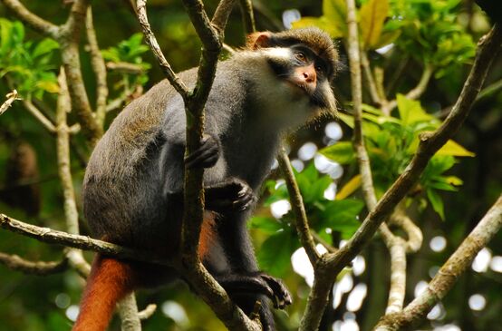 Monyet kuping merah (Cercopithecus erythrotis) di Kamerun