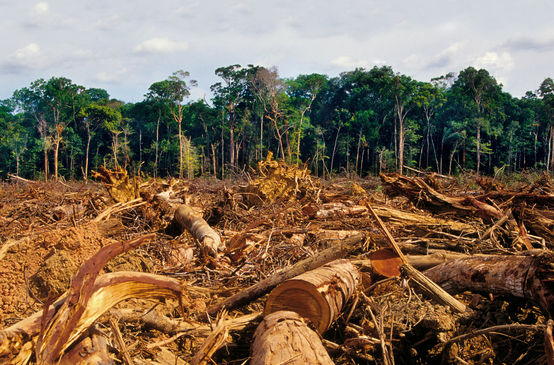 pembukaan hutan hujan
