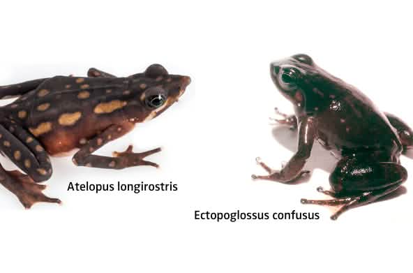 kolase - dua jenis katak di Ekuador