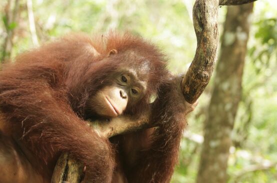 orang utan di Kalteng