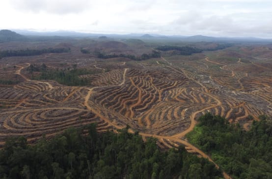 Hutan dirampas demi sawit