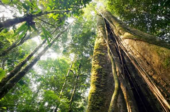 Hutan Hujan Amazonas
