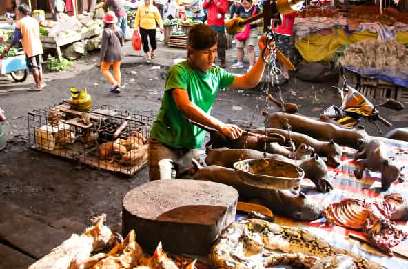 pasar satwa