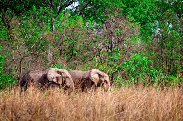 Gajah afrika di Taman Nasional Mole, Ghana
