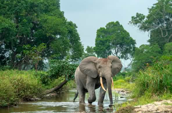 Gajah hutan di Afrika