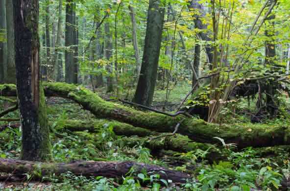 hutan alam Bialowieza di Polandia