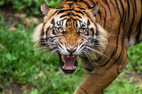 Harimau Sumatera