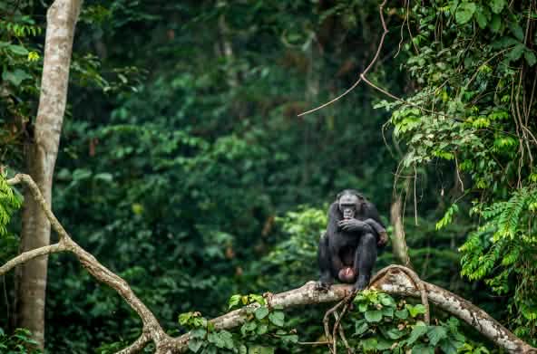 Bonobo dicabang pohon di Kongo
