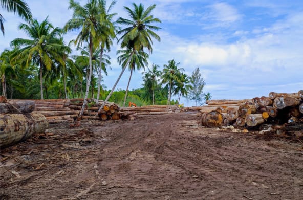 Batang kayu dibawah pohon kelapa