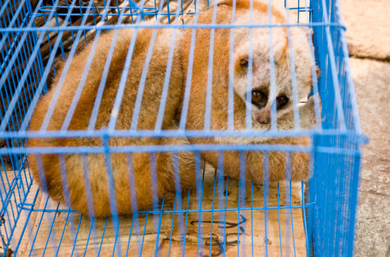 Kukang di pasar satwa di Myanmar
