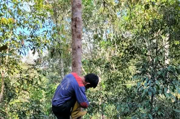 Pohon Kemenyan