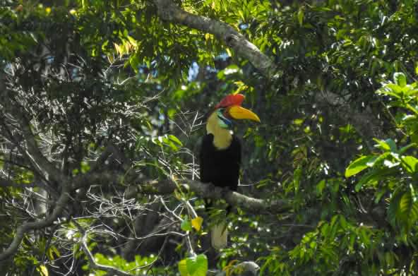 Burung rangkong Sulawesi di pohon
