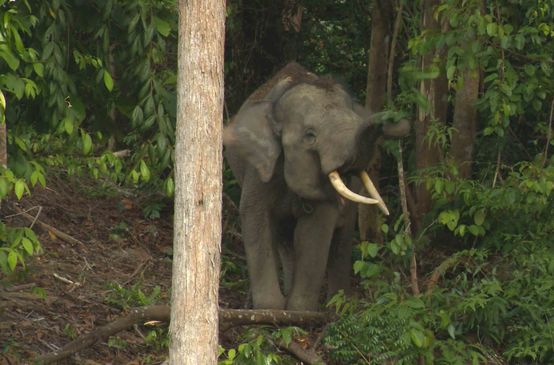 Gajah hutan Sumatra
