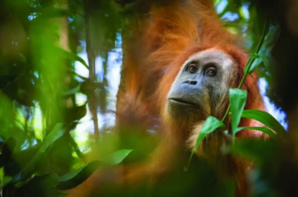 orangutan Tapanuli di pohon