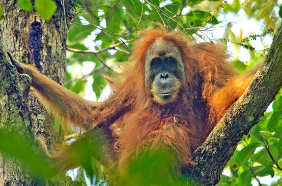Orang Utan Tapanuli