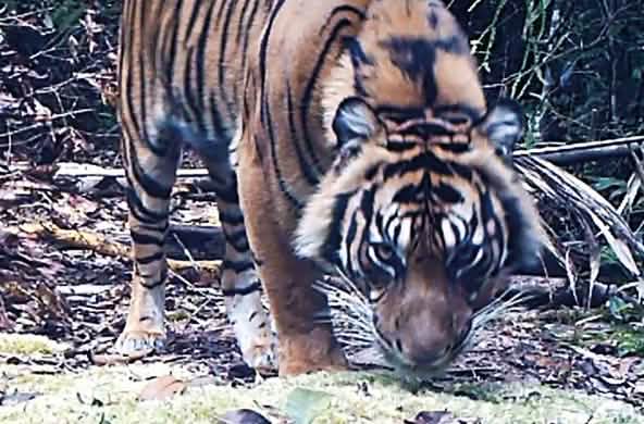 Gambar harimau perangkap kamera