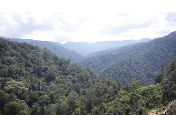Hutan dari Beutong ke Ulu Masen