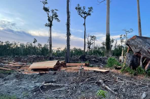 potongan kayu di kawasan gambut dan lima pohon tanpa daun